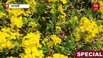 পাগলাদিয়াৰ পাৰত সৰিয়হৰ হালধীয়া দলিচা; এদল উদ্যমী যুৱকৰ অনুকৰণীয় প্ৰচেষ্টা