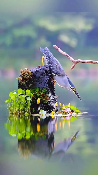 Catch! 🌊🐟 Birds Snatching Fish from Water 🐦, Amazing Bird Fishing Skills 🎣🌴, Feathered Fishermen: Birds Catching Fish 🐟🌻, Aquatic Action: Birds vs Fish 🌊🐦, Nature's Hunters: Birds Catching Prey"