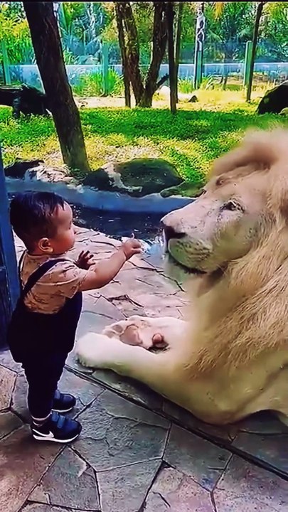 Kid vs lion 🦁🦁