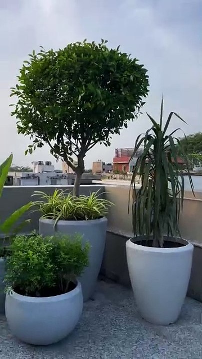 Buy trendy Large Planters at Sereno