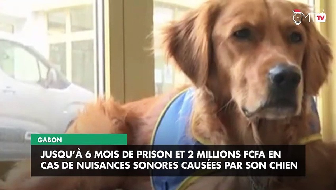[#Reportage] Gabon : jusqu’à 6 mois de prison et 2 millions FCFA en cas de nuisances sonores causées par son chien