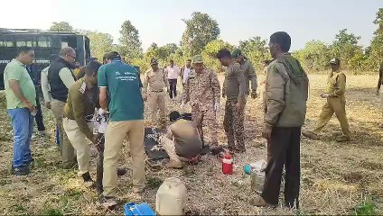 खेतो की बाढ़ में फसी मादा तेंदुआ