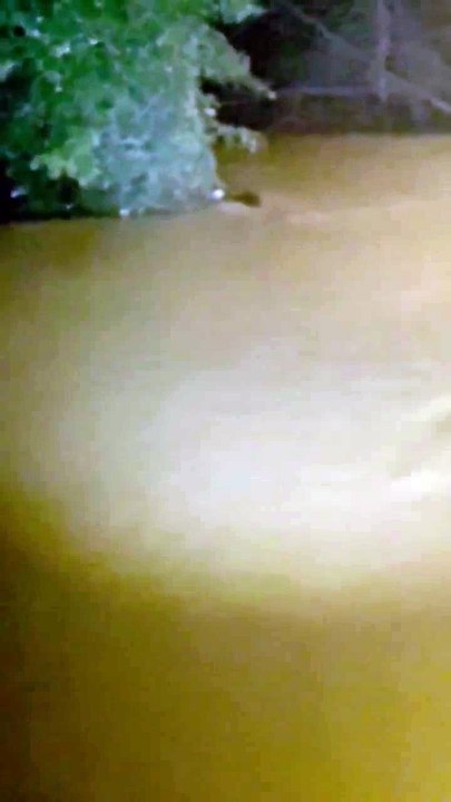 Otter plays in Queen Elizabeth Park flooding