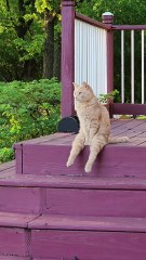 watch beautiful sunset in evening #funny animals