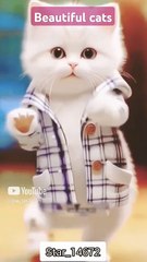 _beautiful cats walk_ #cat #lover #funny #shorts @Star_14672