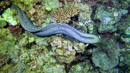 Kızıldeniz'deki renkli su altı dünyası gece görüntülendi