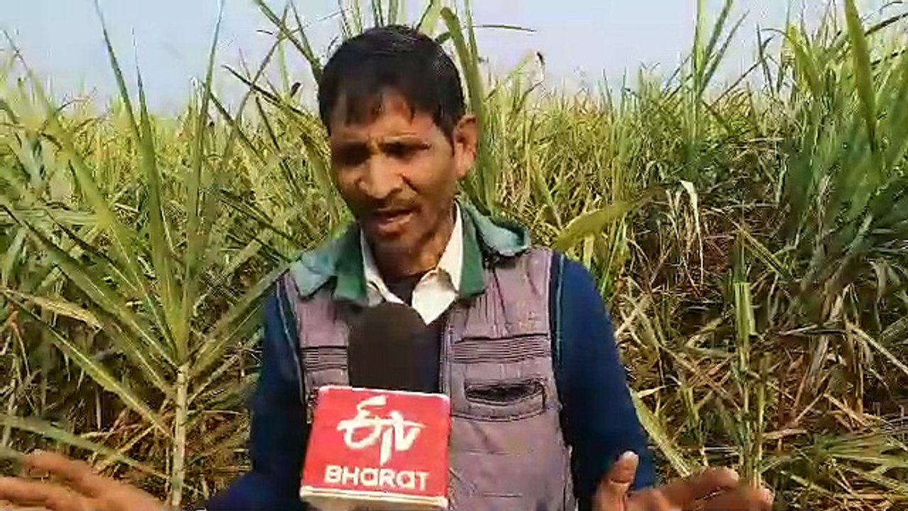 गया में जहां अफीम के खिलते थे फूल आज गन्ने की म...
