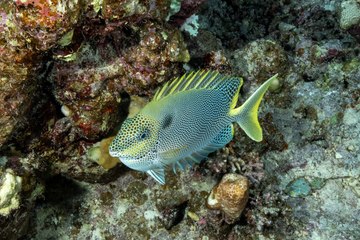 Kızıldeniz’in renkli su altı dünyası: Farklı türler bir arada!
