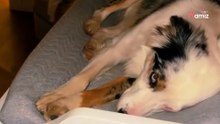 Mama überwacht nachts ihr Baby, doch was ihr Hund um 3 Uhr morgens treibt, hätte sie nie erwartet (Video)