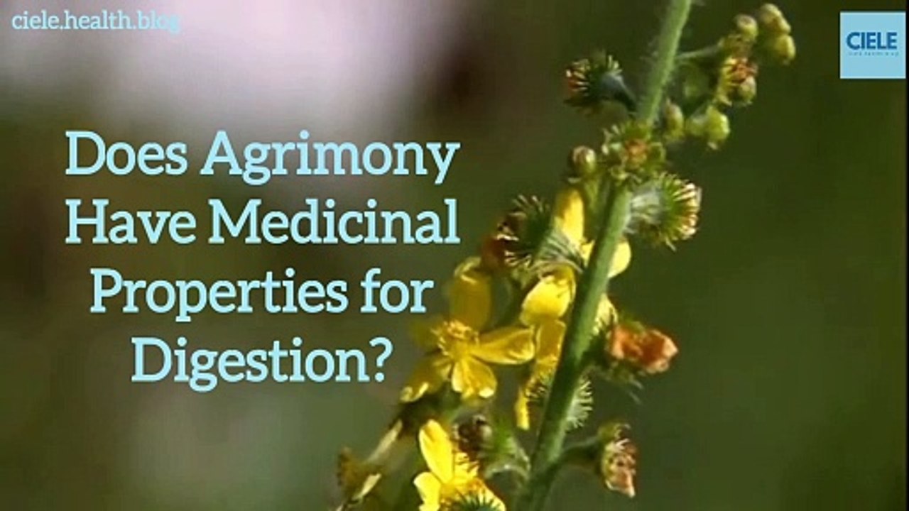 Does Agrimony Have Medicinal Properties for Digestion__Full-HD_60fps