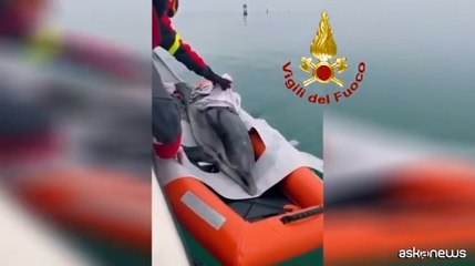 Salvataggio di un delfino bloccato in una secca a Lignano