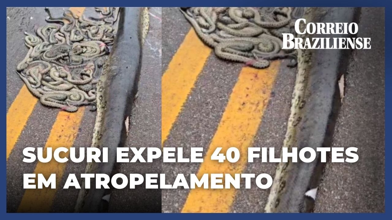 Sucuri grávida expele 40 filhotes em atropelamento no Mato Grosso