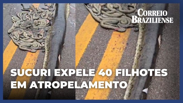 Sucuri grávida expele 40 filhotes em atropelamento no Mato Grosso