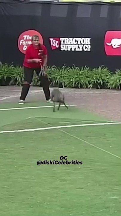 Le chien le plus rapide du monde