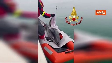Salvato dai vigili del fuoco un delfino intrappolato nella secca della laguna di Lignano
