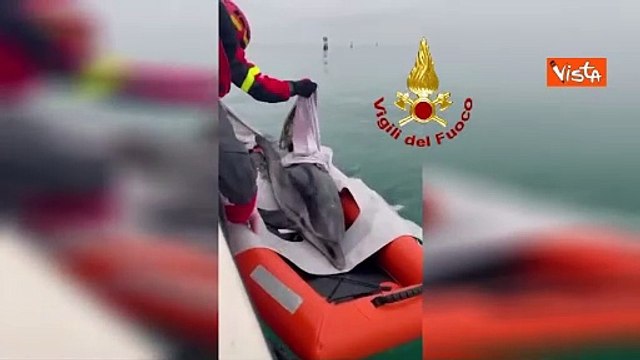 Salvato dai vigili del fuoco un delfino intrappolato nella secca della laguna di Lignano