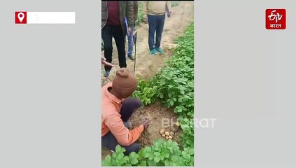 सीएसए के सेंटर ऑफ एक्सीलेंस में तैयार 60 दिनों वाला आलू, सीपीआरआई के वैज्ञानिक किसानों को देंगे बीज