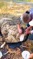 SHEEP IS COVERED IN 88 POUNDS OF WOOL😱