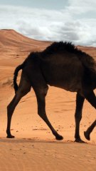 الشاعر الفارس سلطان بن سطام الأدغم السبيعي