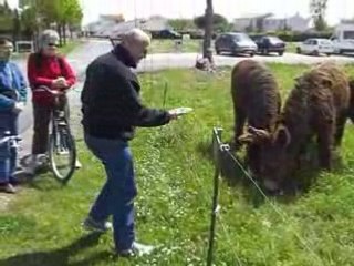 Saint Martin de Ré les ânes