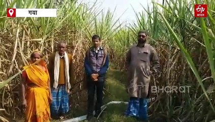 यहां अफीम के खिलते थे फूल, आज वहां मिठास घोल रहा है गन्ना!, 25 किसानों ने बदल दी गांव की फिजा