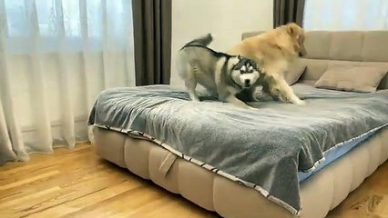 Husky Feels Guilty After Fighting His Golden Retriever And Says Sorry.