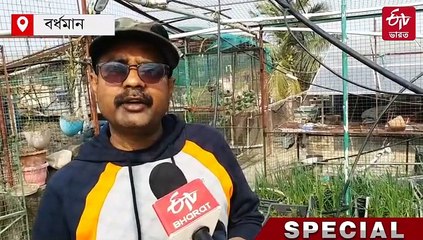 ছাদে স্মার্ট বাগান! অ্যাপ-ওয়াইফাইয়ের সাহায্যে জল পাচ্ছে টবের গাছ