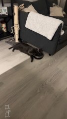 Why Oyster drinks water this way