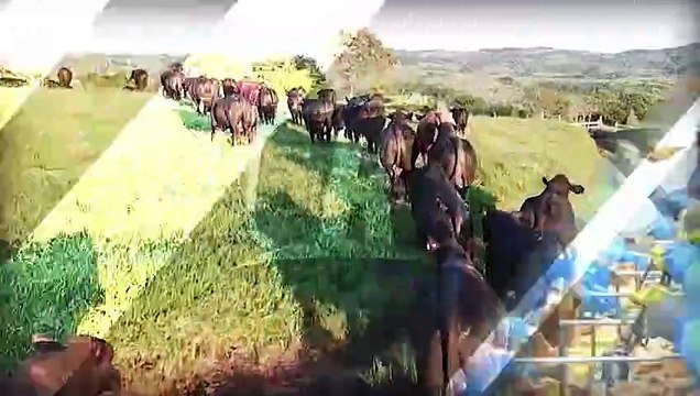 Exportações de carne de frango crescem 3% e alcançam novo recorde