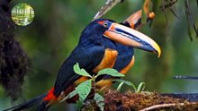 "Amazing Scenes: Live Footage of Animals in High Quality"