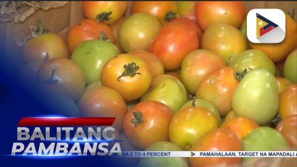 Pagtaas ng presyo ng kamatis, mapipigilan na sa pagtatapos ng Enero