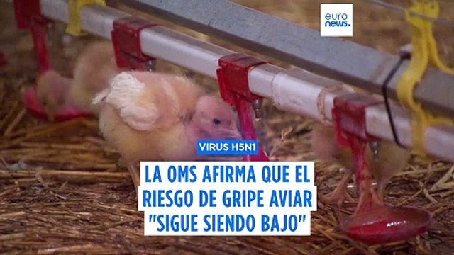Mensaje tranquilizador de la OMS tras conocerse una muerte humana por gripe aviar en EE.UU.