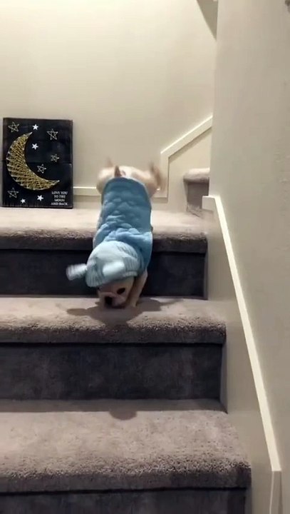 MOMEN FUNNY ANIMALS