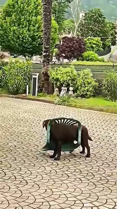 MOMEN FUNNY ANIMALS