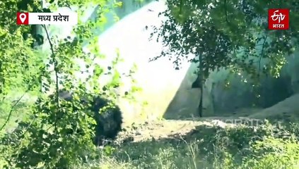 कमला नेहरू प्राणी संग्रहालय में आई खुशखबरी,  भालू के कुनबे में हुई वृद्धि