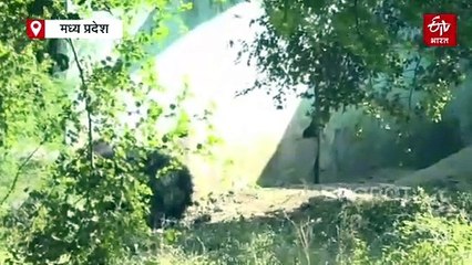 कमला नेहरू प्राणी संग्रहालय में आई खुशखबरी,  भालू के कुनबे में हुई वृद्धि
