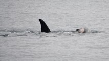 Una orca arrastra el cuerpo inerte de su cría, y no es la primera vez que ocurre