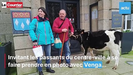 Il promène sa vache dans le centre-ville de Loudéac (Côtes-d'Armor)