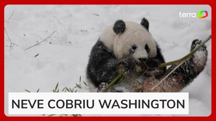 EUA: Pandas brincam na neve em zoológico após forte nevasca