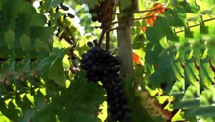 Echappées belles - 11 janvier