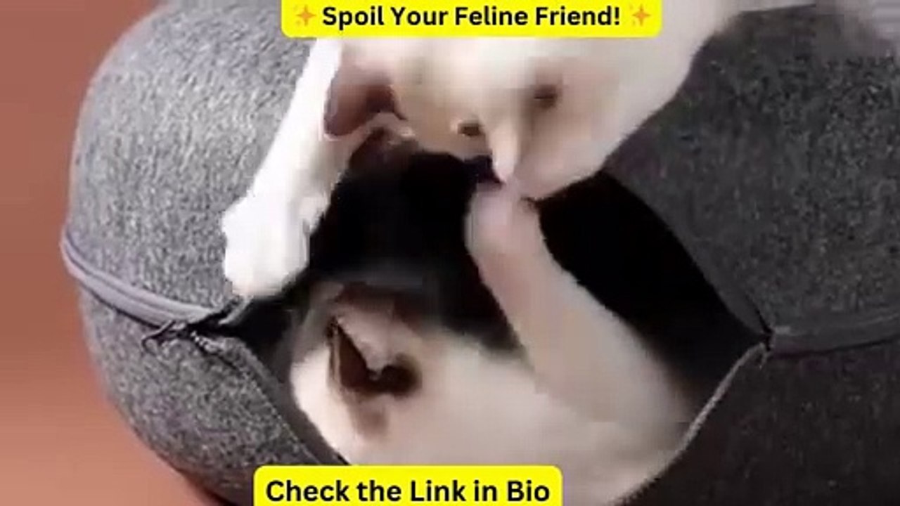 Donut Cat Bed Pet Cat Tunnel Interactive Game Toy Cat Bed Dual-use Indoor Toy Kitten Sports Equipment Cat Training Toy Cat House