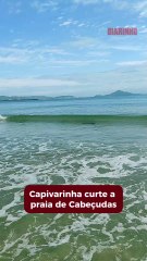 Capivara curte a praia de Cabeçudas, em Itajaí