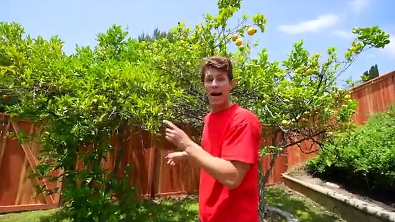 Ninja kids.I Built a SECRET Tree House in My Backyard!. Ben Azelart vs Camhuff
