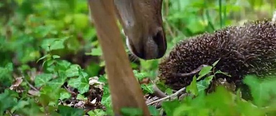 Bambi, l'histoire d'une vie dans les bois (2024) - Bande annonce