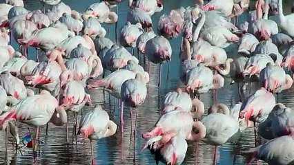 Camargue, sous les sabots (2023) - Bande annonce