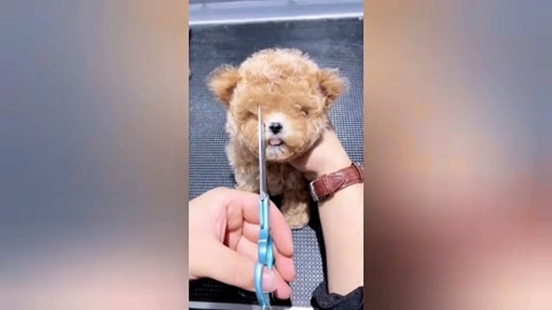 ⁣Best Dog Moments Caught on Camera | Funny Pet Videos