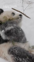 The National Zoo's New Pandas Delight in D.C.'s Snowfall Before Making Public Debut