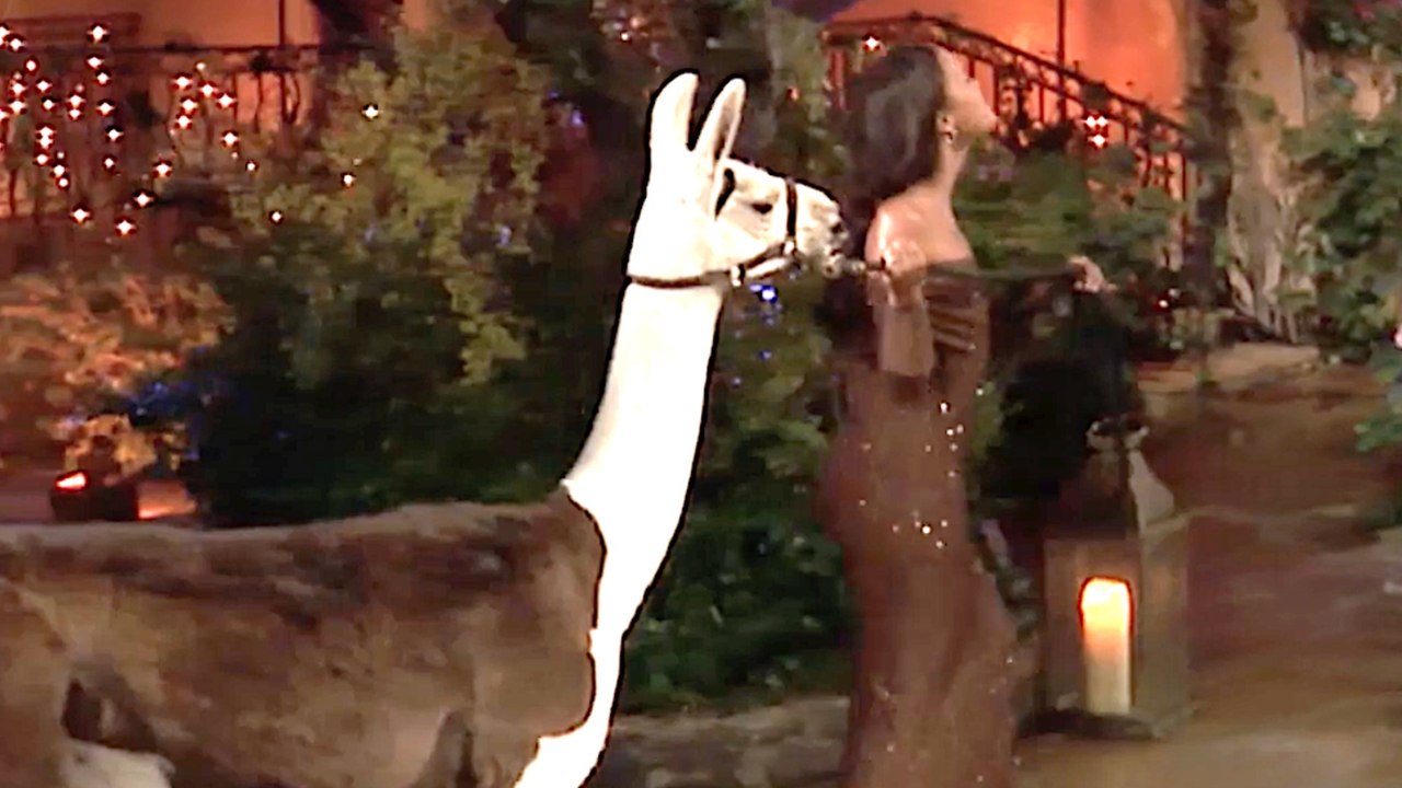 No Drama Llama on the Season Premiere of ABC's The Bachelor