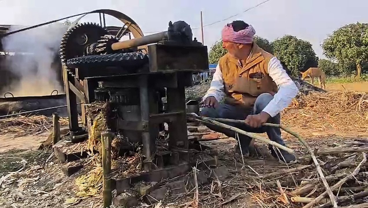 अंग क्षेत्र से धीरे-धीरे गन्ने की मिठास गायब, 1990 के दशक में जिले में बड़े पैमाने पर होती थी गन्ने की खेती