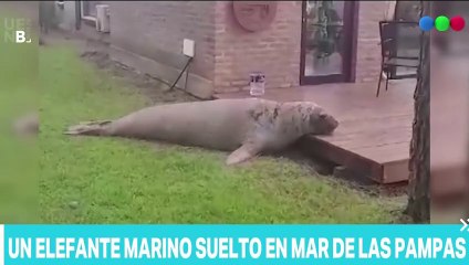 Un elefante marino suelto en Mar de las Pampas
